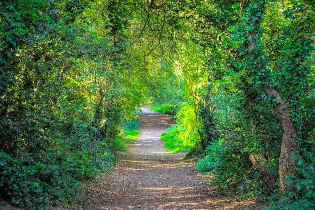 hampstead heath